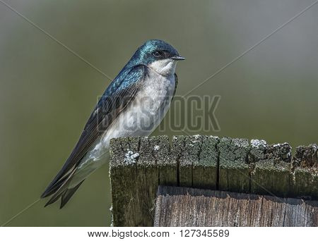 A beautiful Tree Swallow rests on its nest box as its setting up housing to raise a family.