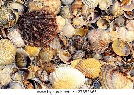 Seashell Background, Lots Of Scallop Sea Shells Piled Together