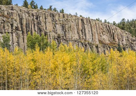 Golden Aspen Forest with Rocky Mountain in the San Juan Forest in Colorado