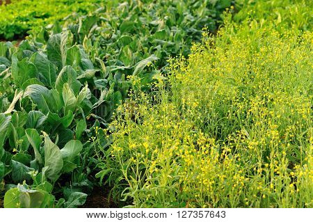 variety vegetable plants in growth at vegetable garden