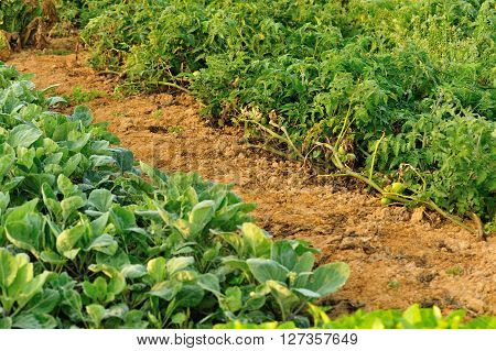 variety vegetable plants in growth at vegetable garden
** Note: Shallow depth of field