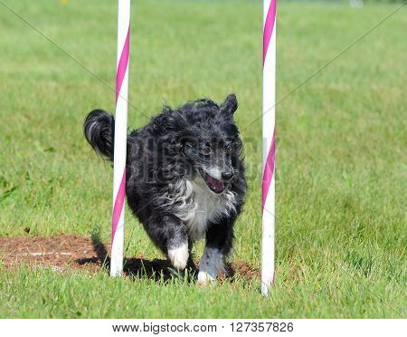 Black Mixed-Breed Dog Doing Weave Poles at Dog Agility Trial
