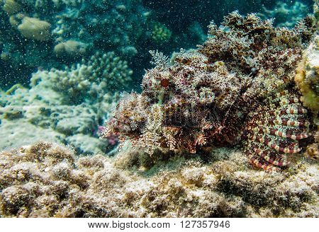 Scorpion stone fish disguising wich coral rock