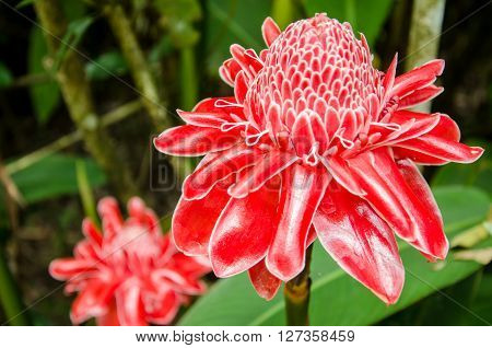 red torch ginger local flower bohol philippines