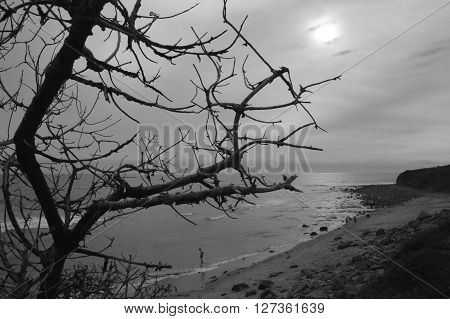 Haunting tree branches over beach with little boy testing the waters in the distance
** Note: Soft Focus at 100%, best at smaller sizes