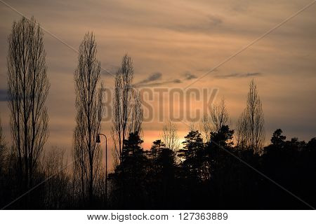 Silhouette of trees and railway lamp in winter
