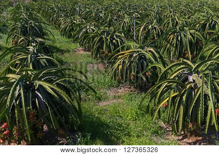 Dragon fruit or Pitaya Pitahaya plantation in Thailand Hylocer Undatus outdoors
