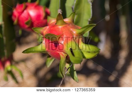 Dragon fruit or Pitaya Pitahaya plantation in Thailand Hylocer Undatus outdoors
** Note: Shallow depth of field