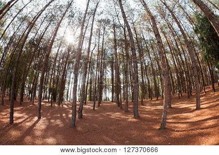Pine Trees From Below