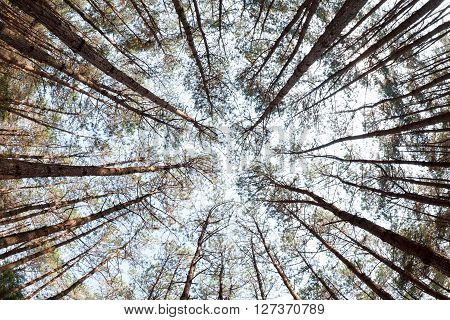 Pine Trees From Below