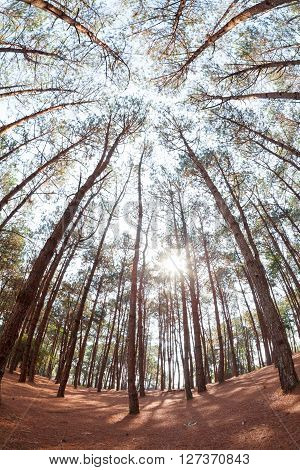 Pine Trees From Below