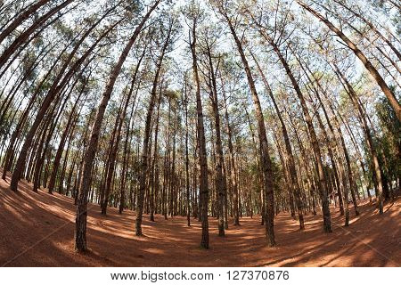Pine Trees From Below