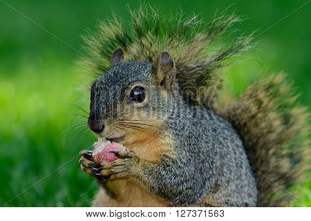 Closeup of squirrel eating a radish while sitting on the ground. Bright eyes bushy tail funny relaxed