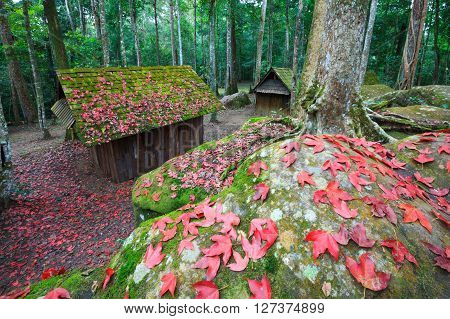 Red Maple Leaf With Political And Military School At Phu Hin Rong Kla National Park, Thailand