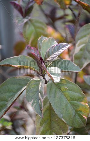close up Pseuderanthemum atropurpureum plants in garden