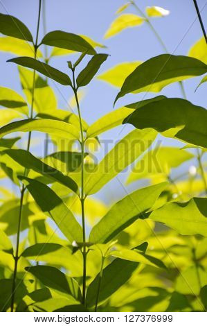 close up fresh green Wrightia religiosa Benth leaves