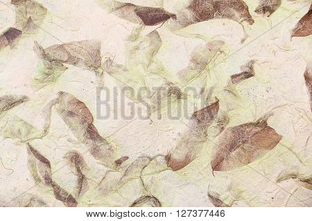 solften brown and green mulberry paper with Dry leaf texture background.