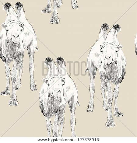 sketch of Bactrian camel on beige background