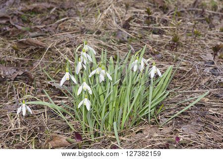 Blooming snowdrops Galanthus nivalis grows in dry grass early spring closeup selective focus shallow DOF
