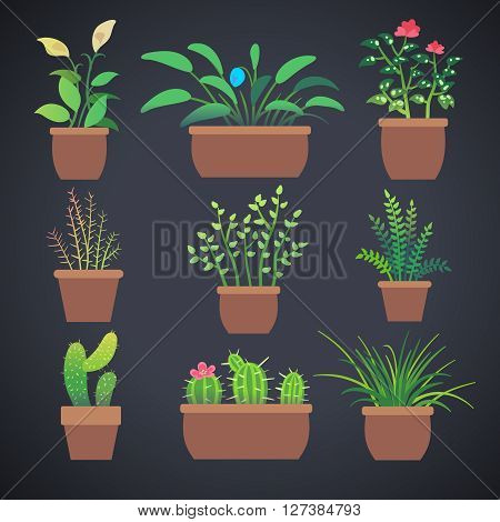 House plants, flowers in pots. Vector home flowers in pots with green leaves