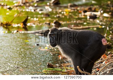 Celebes Crested Macaque, Sulawesi, Indonesia