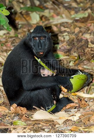 Celebes Crested Macaque, Sulawesi, Indonesia