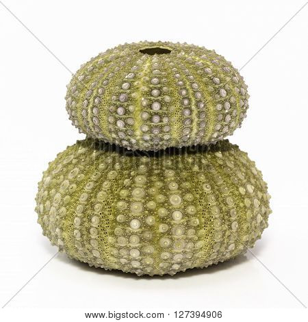 two sea shells of sea urchin isolated on white background.