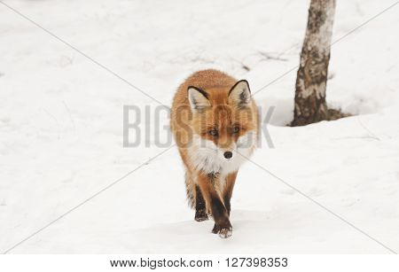 a european red fox walking towards the camera