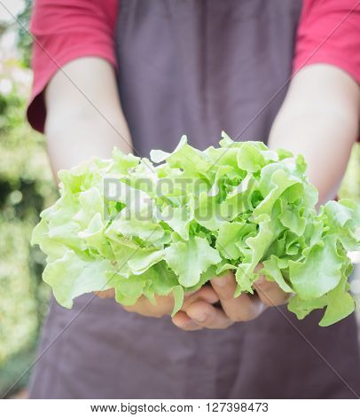 Hand on group of salad vegetable stock photo
