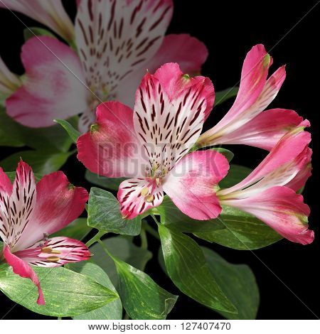Delicate floral background. Pink Alstroemeria. Isolated. Macro