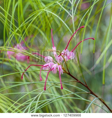Tropical Blooming Spider Flower