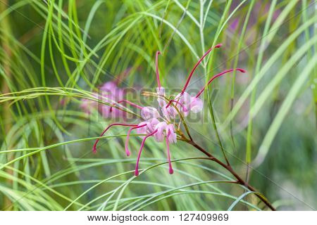 Tropical Blooming Spider Flower