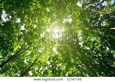 stralen van de zon in diepe woud