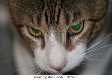 Kat med grønne øjne