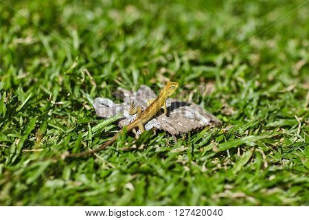 lizard sitting on the grass under the sun