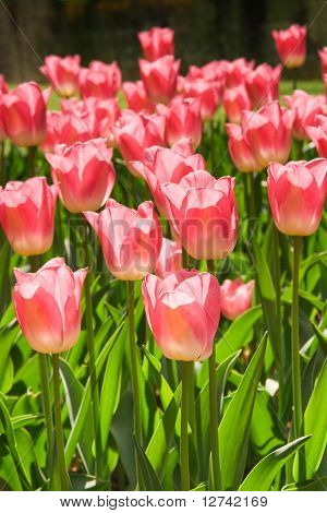 Reddish-pink Tulips In Spring