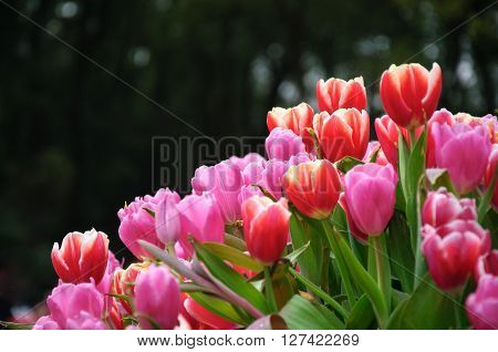The beautiful blossoming tulips flowers in  spring