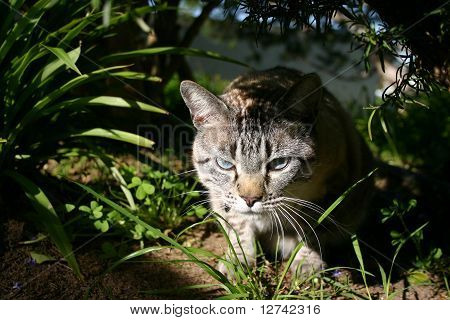Cat looking through bushes