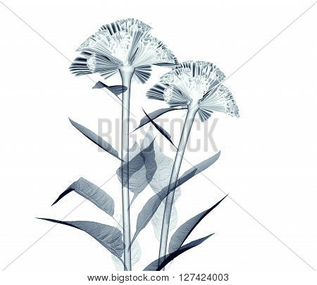 X-ray Image Of A Flower Isolated On White , The Coxcomb