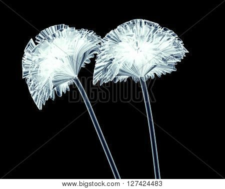 X-ray Image Of A Flower Isolated On Black , The Coxcomb