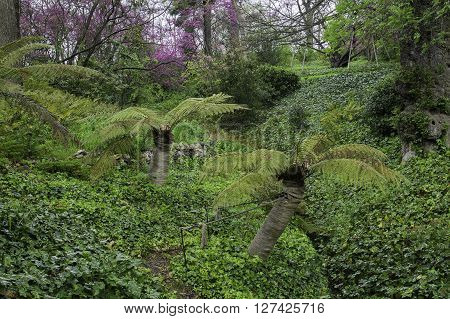 green and leafy forest in Capricho park. Madrid Spain