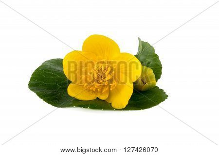 Yellow flower of caltha (Caltha palustris) on white background