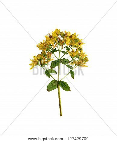 Pressed and dried flower hypericum perforatum. Isolated on white background.