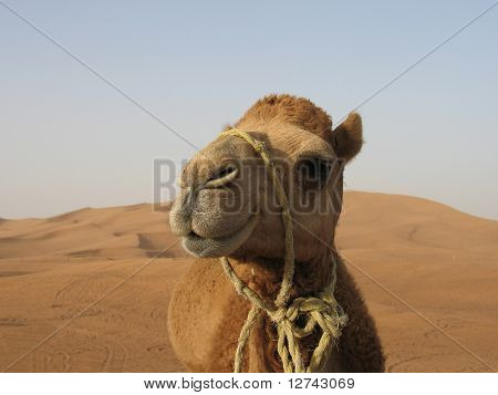 Um engraçado camelo no deserto