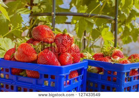 strawberries, blue box with strawberries, strawberries in the field