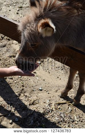 Donkey behind a wooden fence in Sardinia Italy