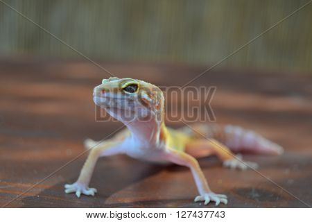 Species one of the most beautifully colored gekos
** Note: Soft Focus at 100%, best at smaller sizes