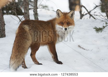 a europeannbred fox standing in snowy way