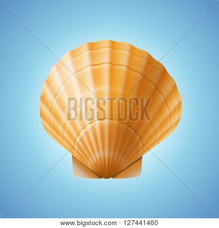 Realistic scallop seashell, isolated on blue background, vector illustration.