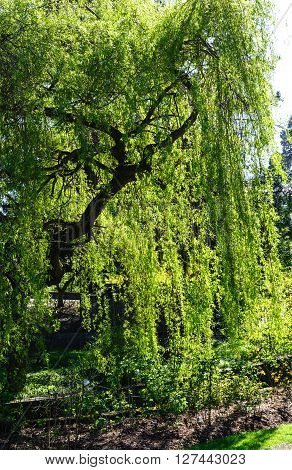 Beautiful backlit view of Weeping willow tree on a sunny day in spring time